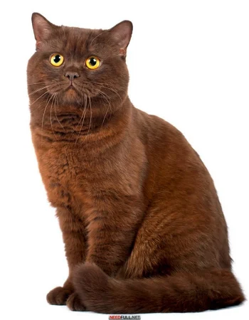 Brown Cat