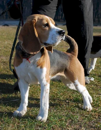 Crazy Beagle foto