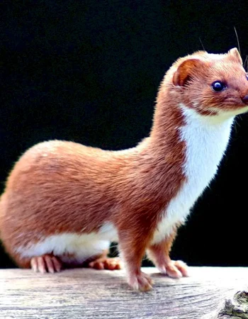 Mustela nivalis